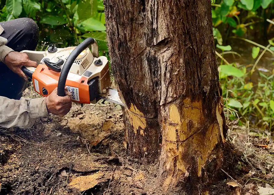 When Is the Absolute Best Time of Year to Schedule a Tree Removal?