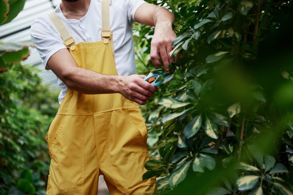 Why Can Incorrect Tree Pruning Techniques Accidentally Terminate a Healthy Tree?