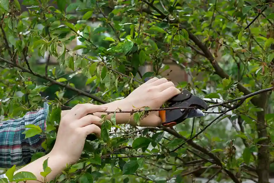 Who Can You Trust for Intricate Tree Pruning on Ancient Historical Trees?