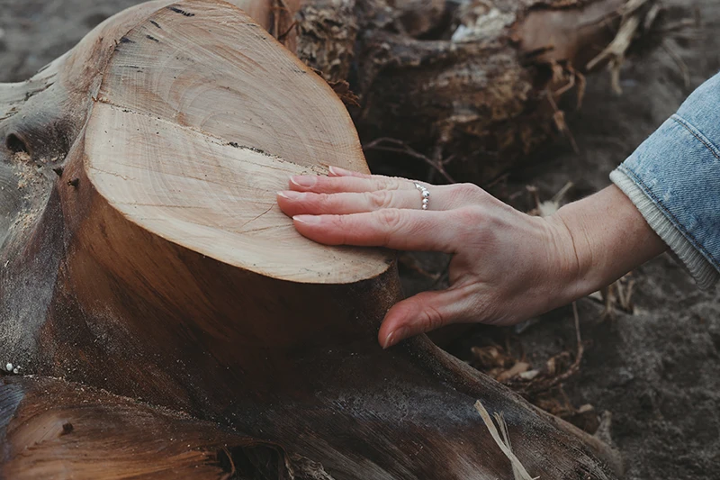 Why Is Leaving a Tree Stump in Your Yard a Major Risk?