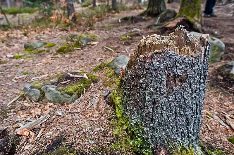 What Is the Easiest Way to Remove a Stump with a Deep Taproot?